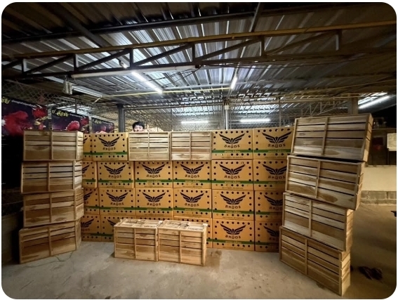 Dari Bangkok ke Medan: Proses Import Ayam Aduan FC FARM Medan