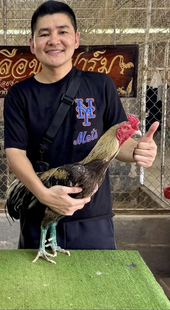 Golden Grey: Keunggulan Bloodline Ayam Bangkok yang Wajib Anda Ketahui