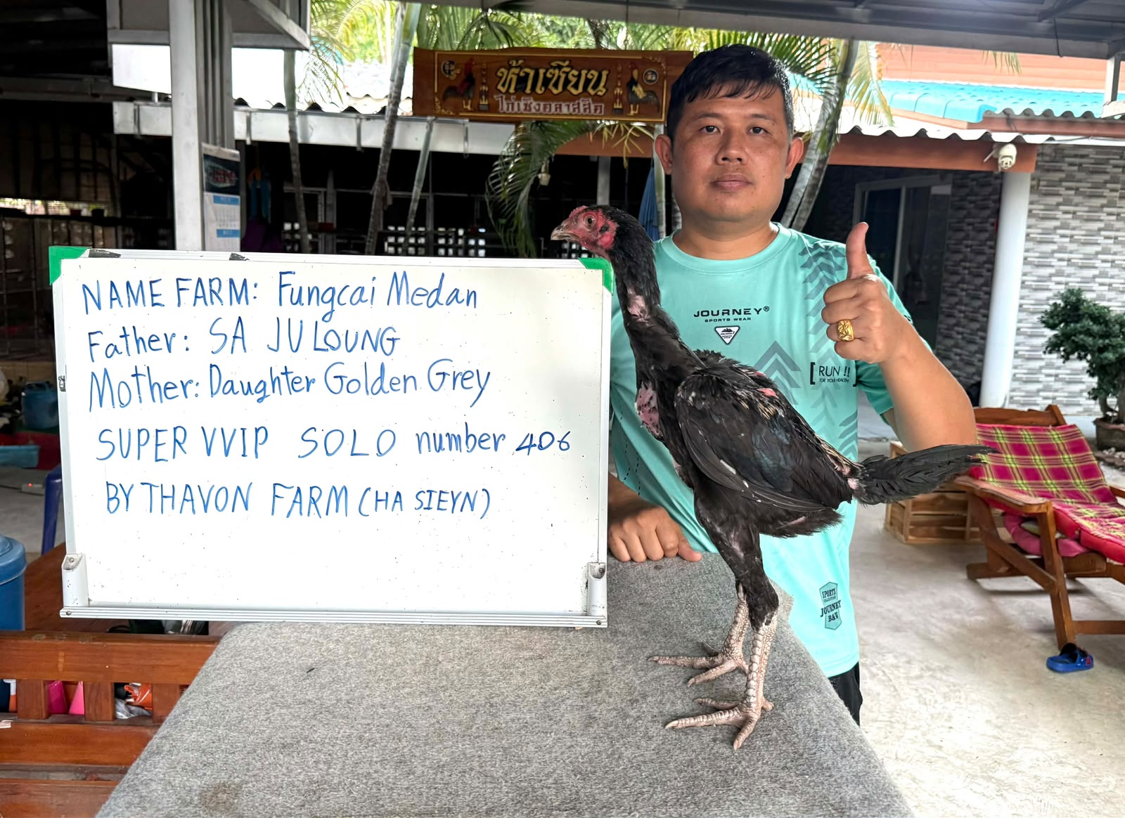 SUPER VVIP SOLO 406 - SA JULONG × Daughter Golden Grey
