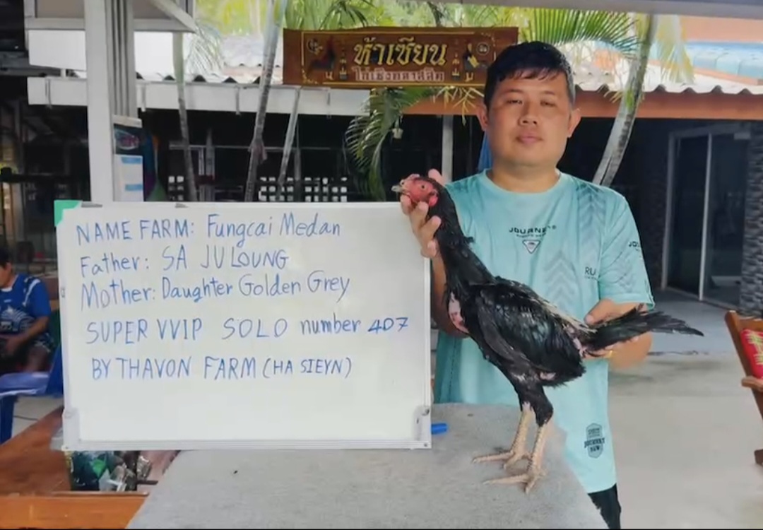 SUPER VVIP SOLO 407 - SA JULONG × Daughter Golden Grey