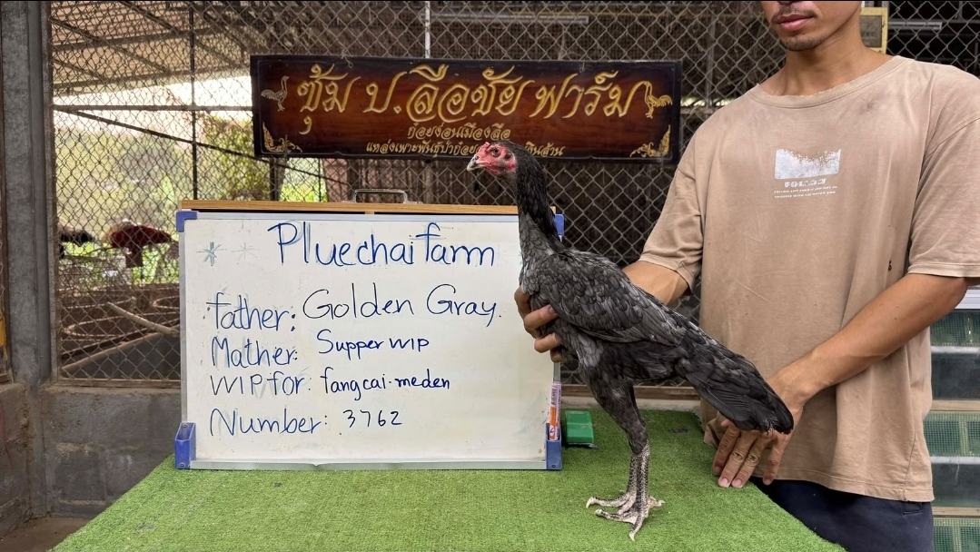 Golden Gray x Super VVIP (Pluechai Farm) — FC FARM Medan