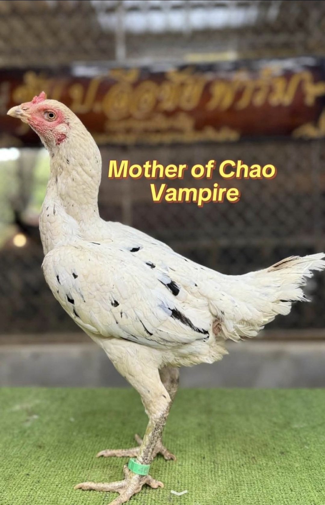 Mother of Chao Vampire — FC FARM Medan