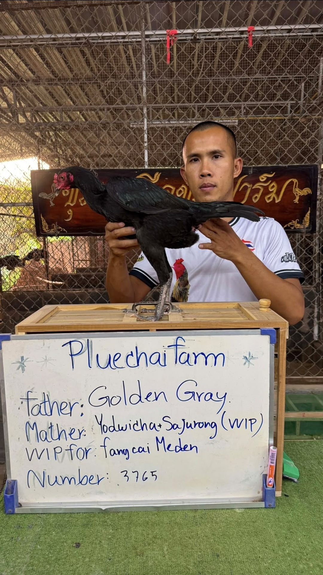 Golden Gray x Yodwicha + Sajurong — FC FARM Medan
