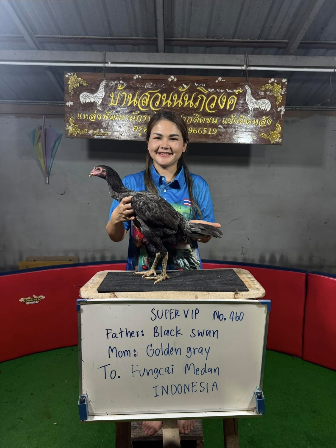 Black Swan x Golden Gray — FC FARM Medan