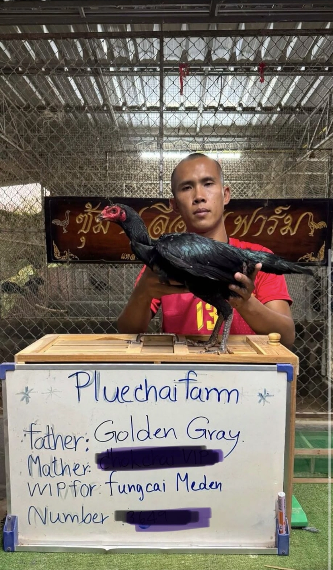 Golden Gray x Chokchai VIP — FC FARM Medan