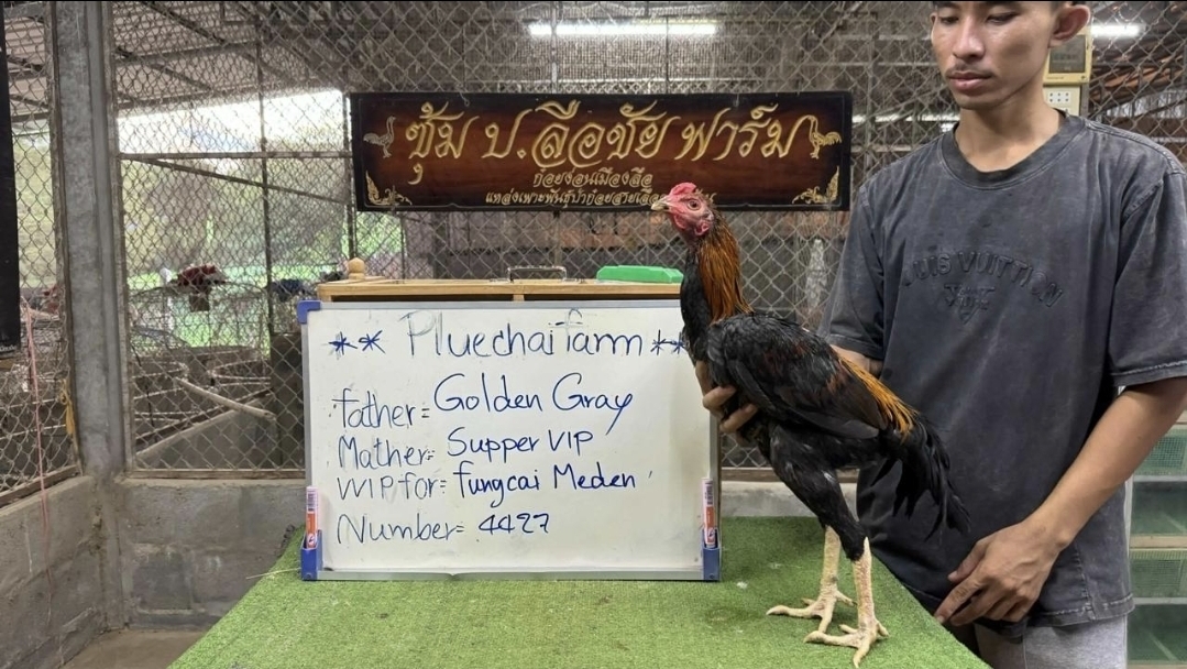 Golden Gray x Supper VIP — FC FARM Medan