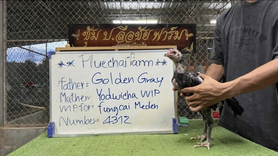 Golden Gray x Yodwicha VIP — FC FARM Medan