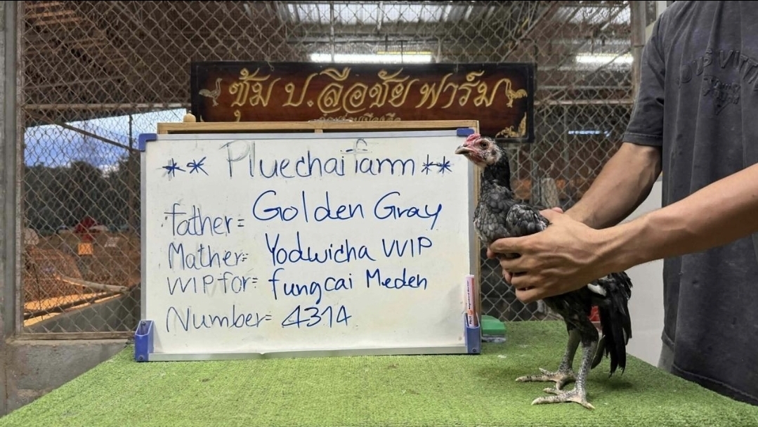 Golden Gray x Yodwicha VIP — FC FARM Medan
