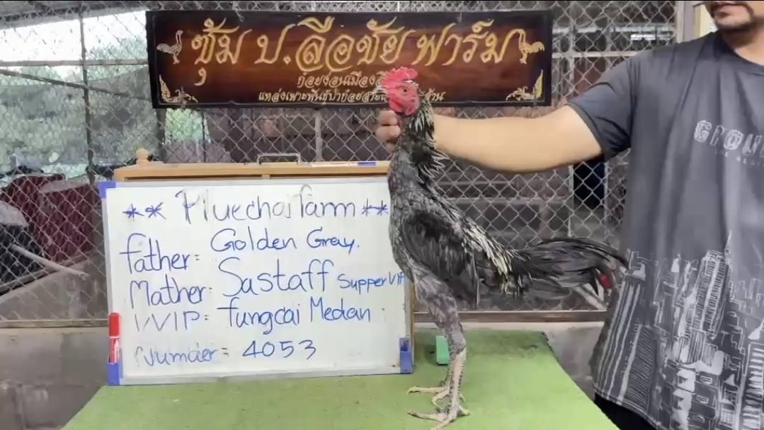Golden Grey × Sa Staff Super VVIP — FC FARM Medan
