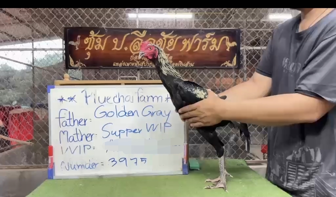 Golden Grey × Super VVIP — FC FARM Medan